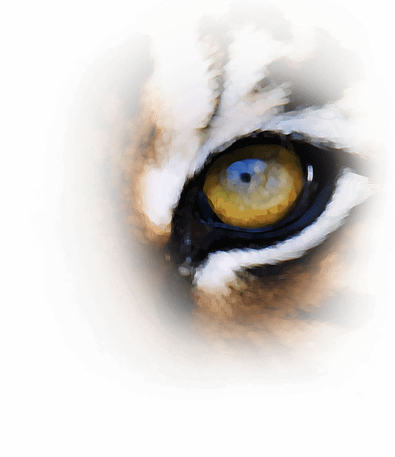 watercolor tiger eye